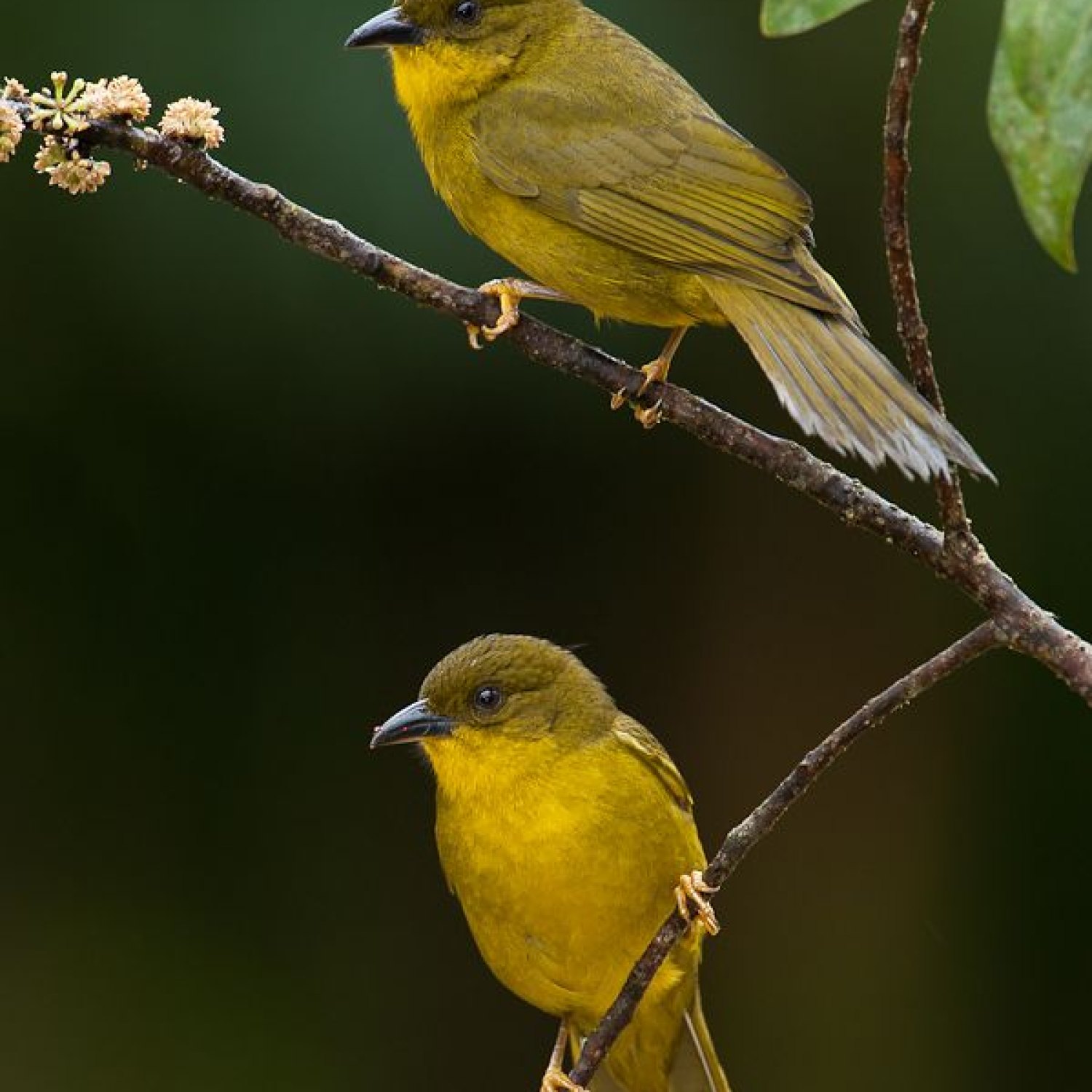 Yellow Tanager