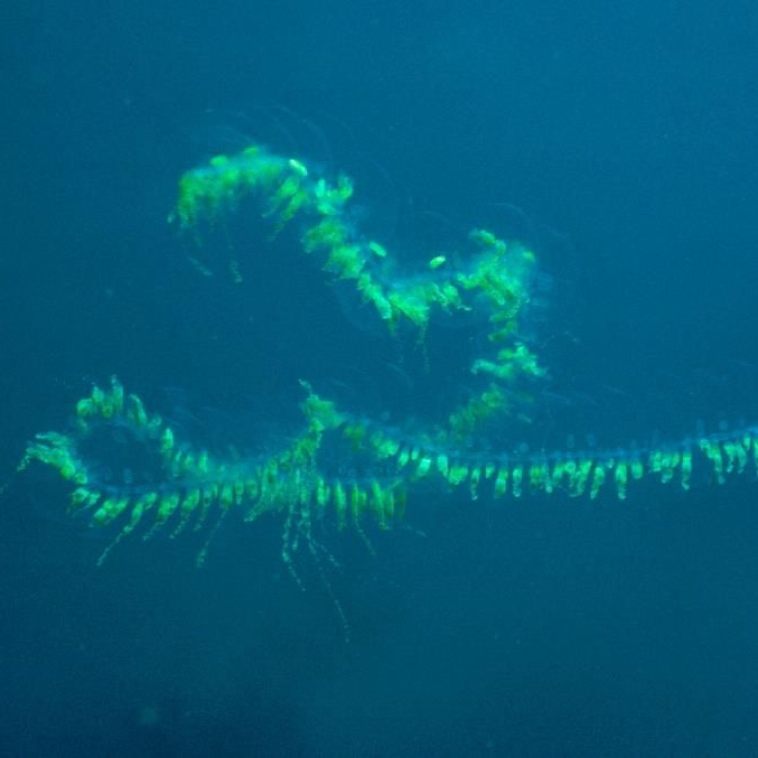 Giant Siphonophore