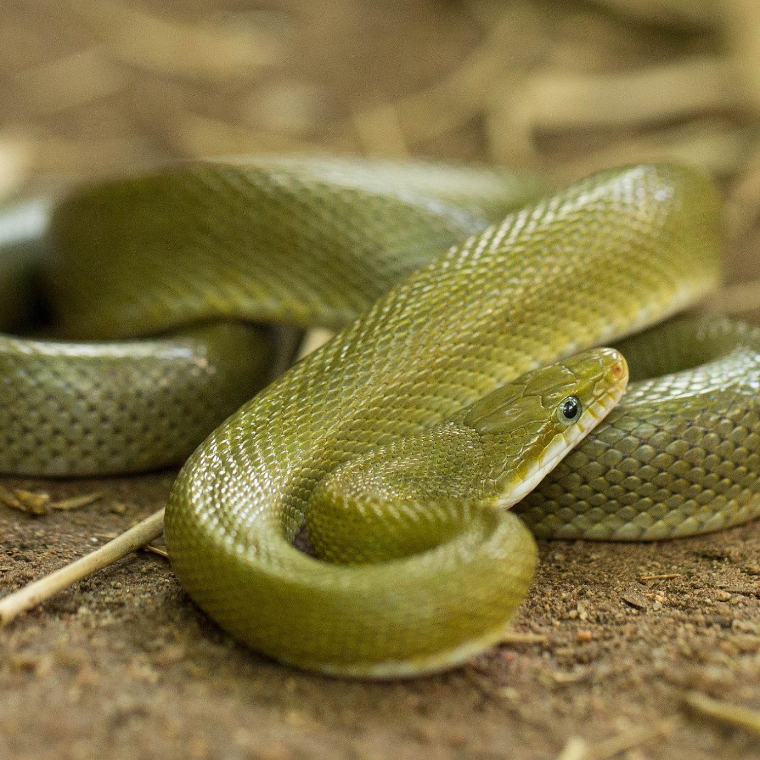 Green Rat Snake
