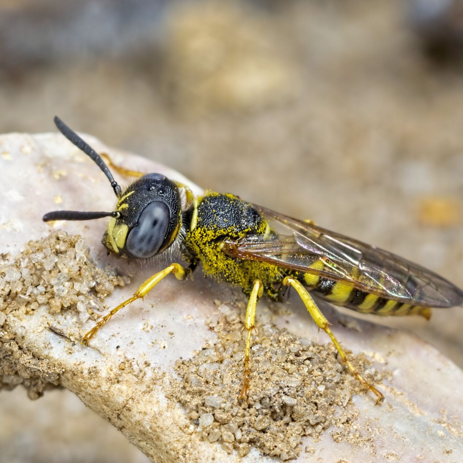 Beewolf Wasp
