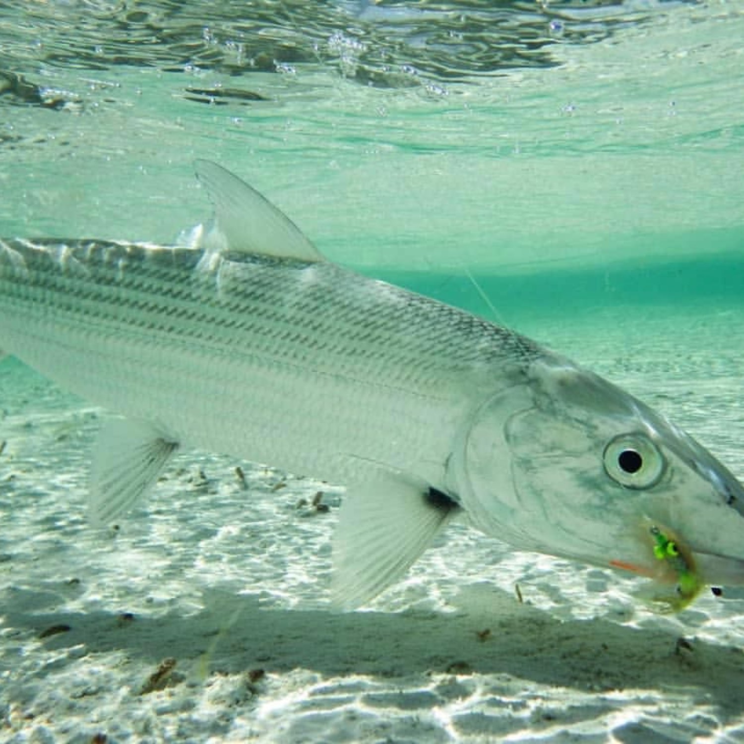 The Mysterious Bonefish: A Jewel of the Sea