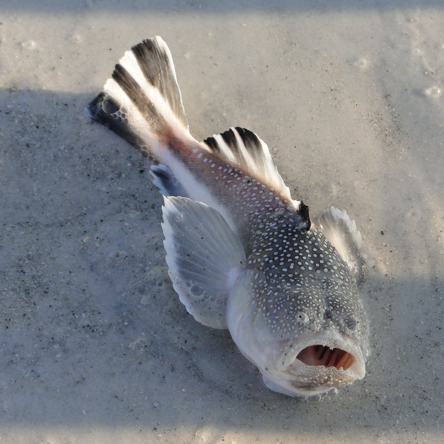 Stargazer Fish