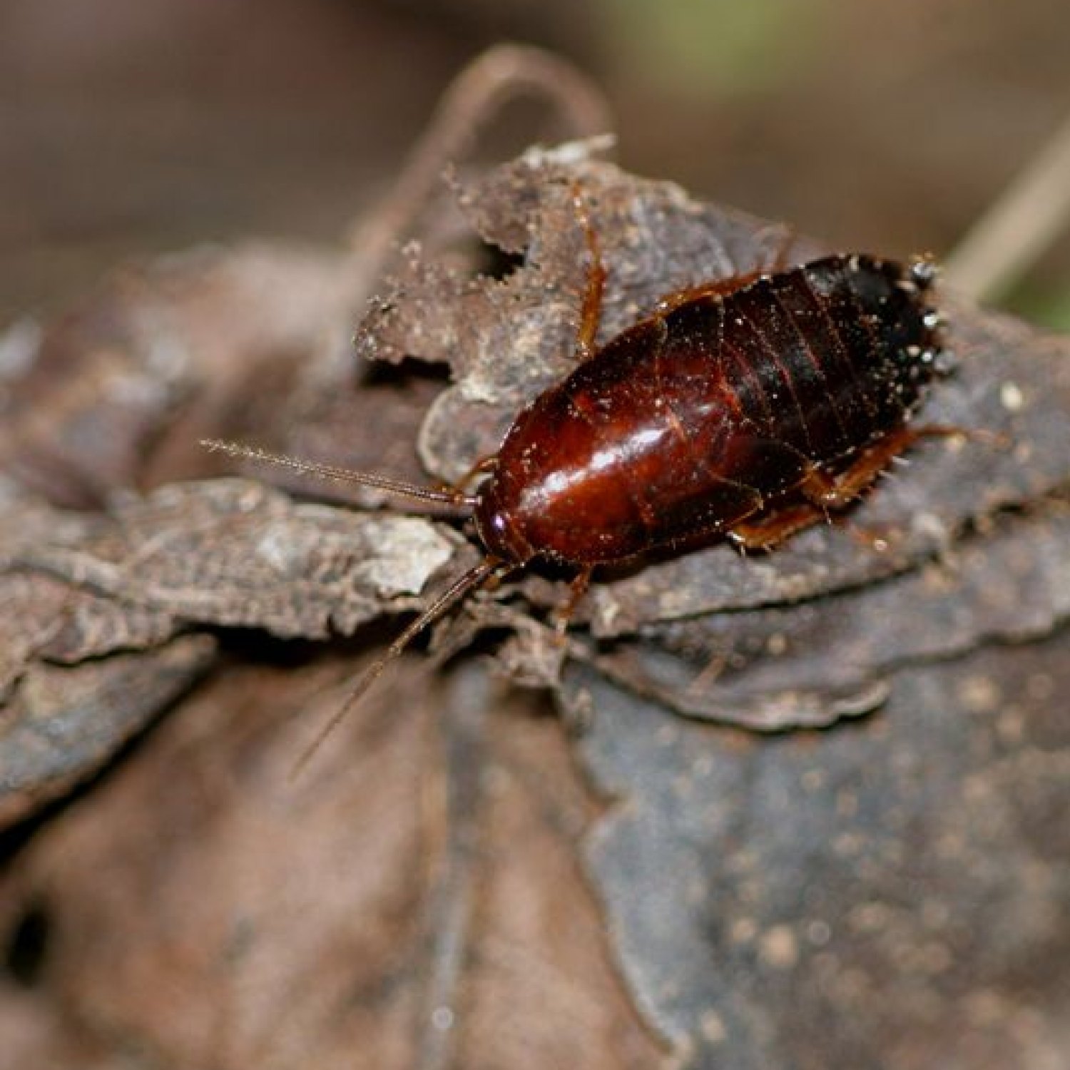 Pennsylvania Wood Cockroach