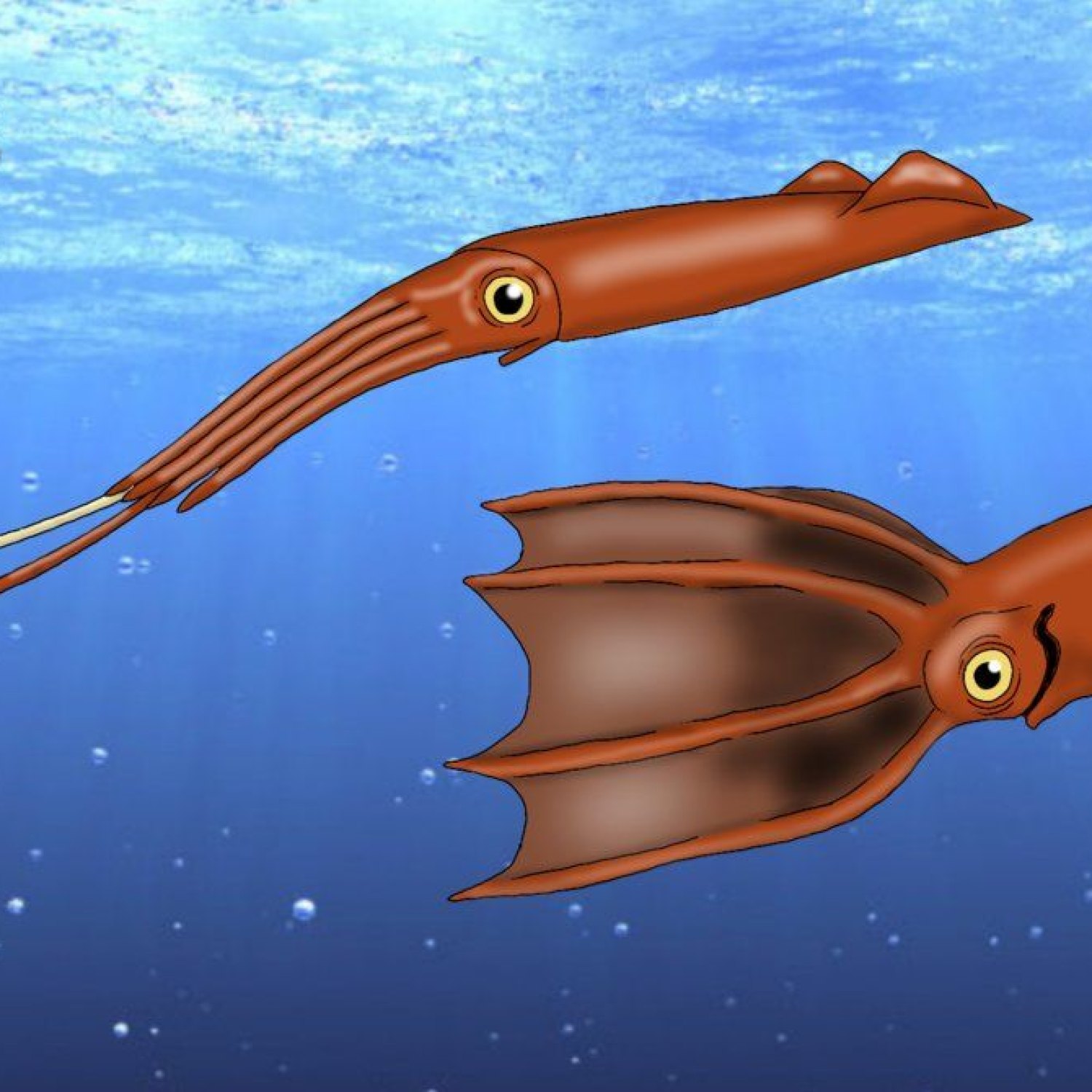 Tusoteuthis