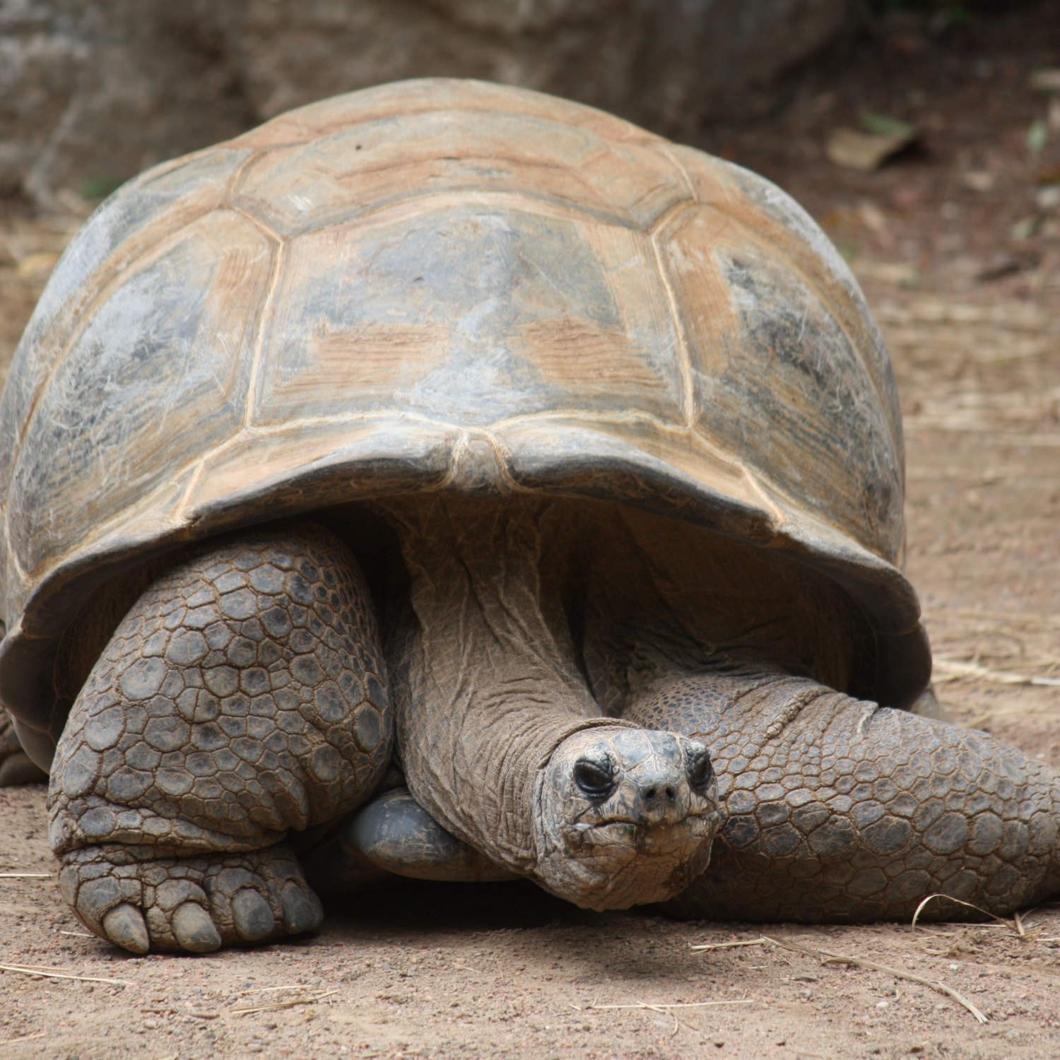 Aldabra Giant Tortoise