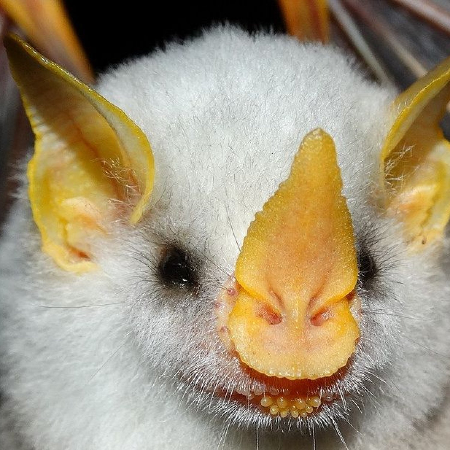 Honduran White Bat