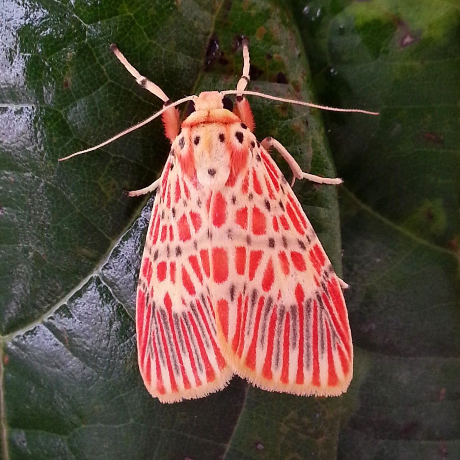 Spongy Moth