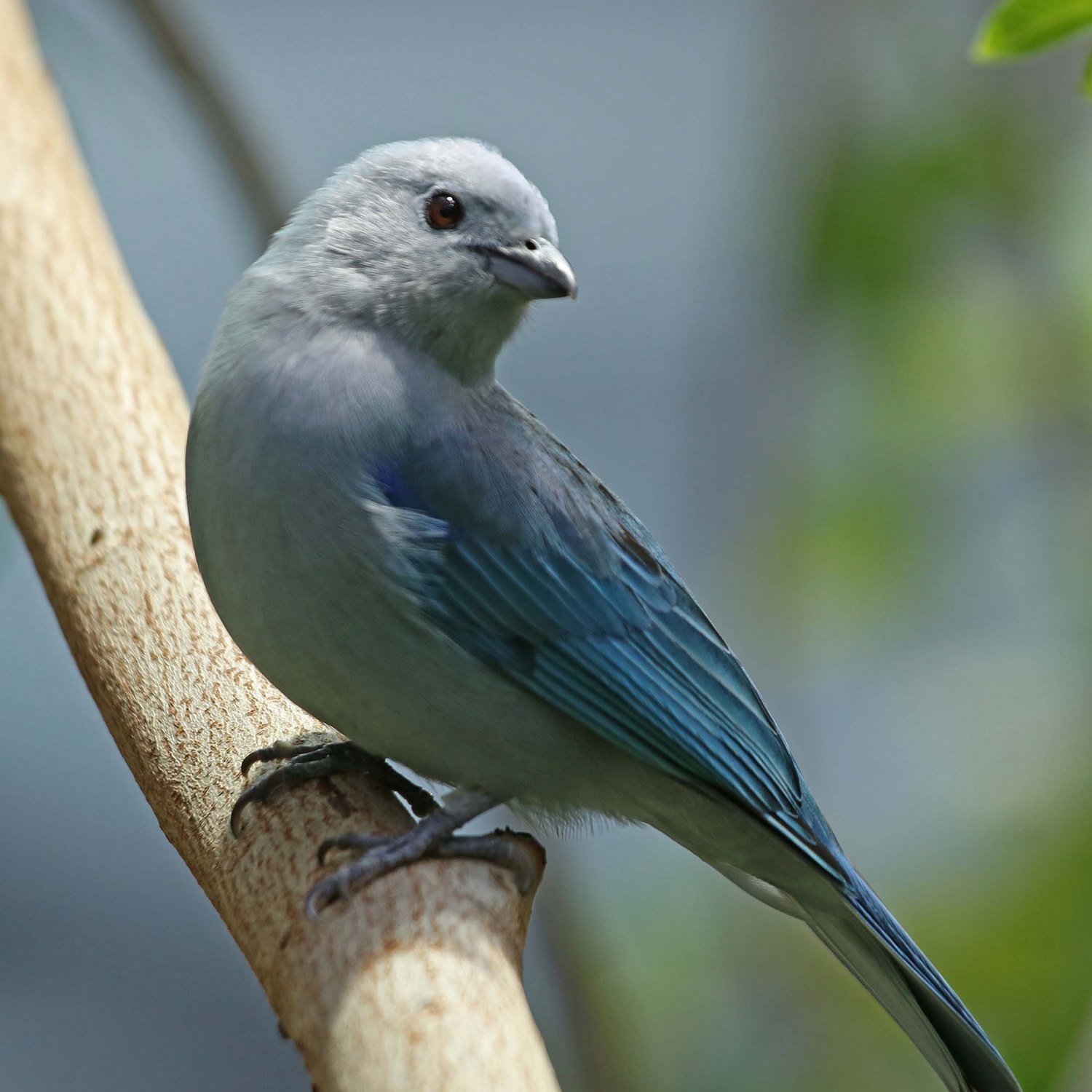 Blue Tanager