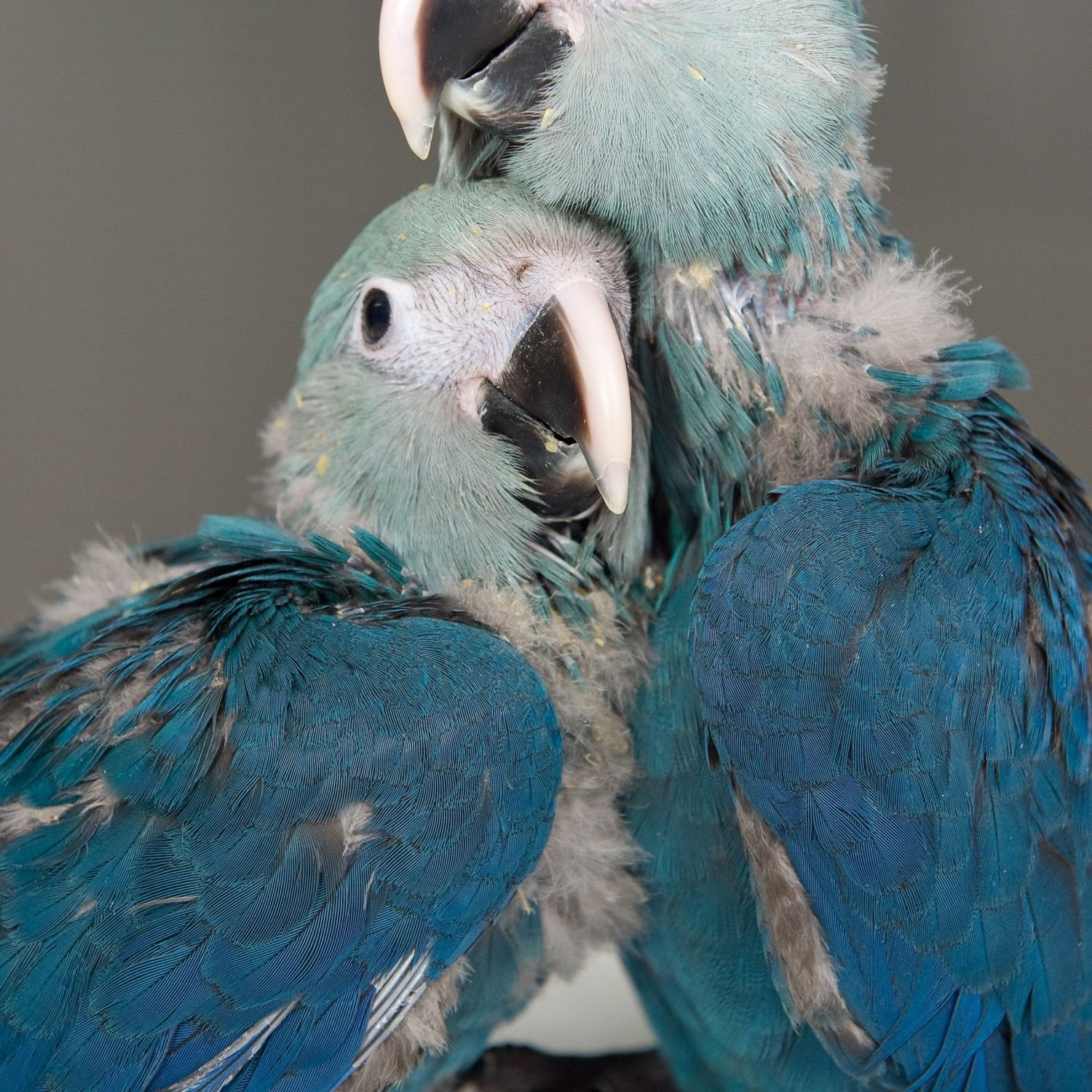 Spixs Macaw
