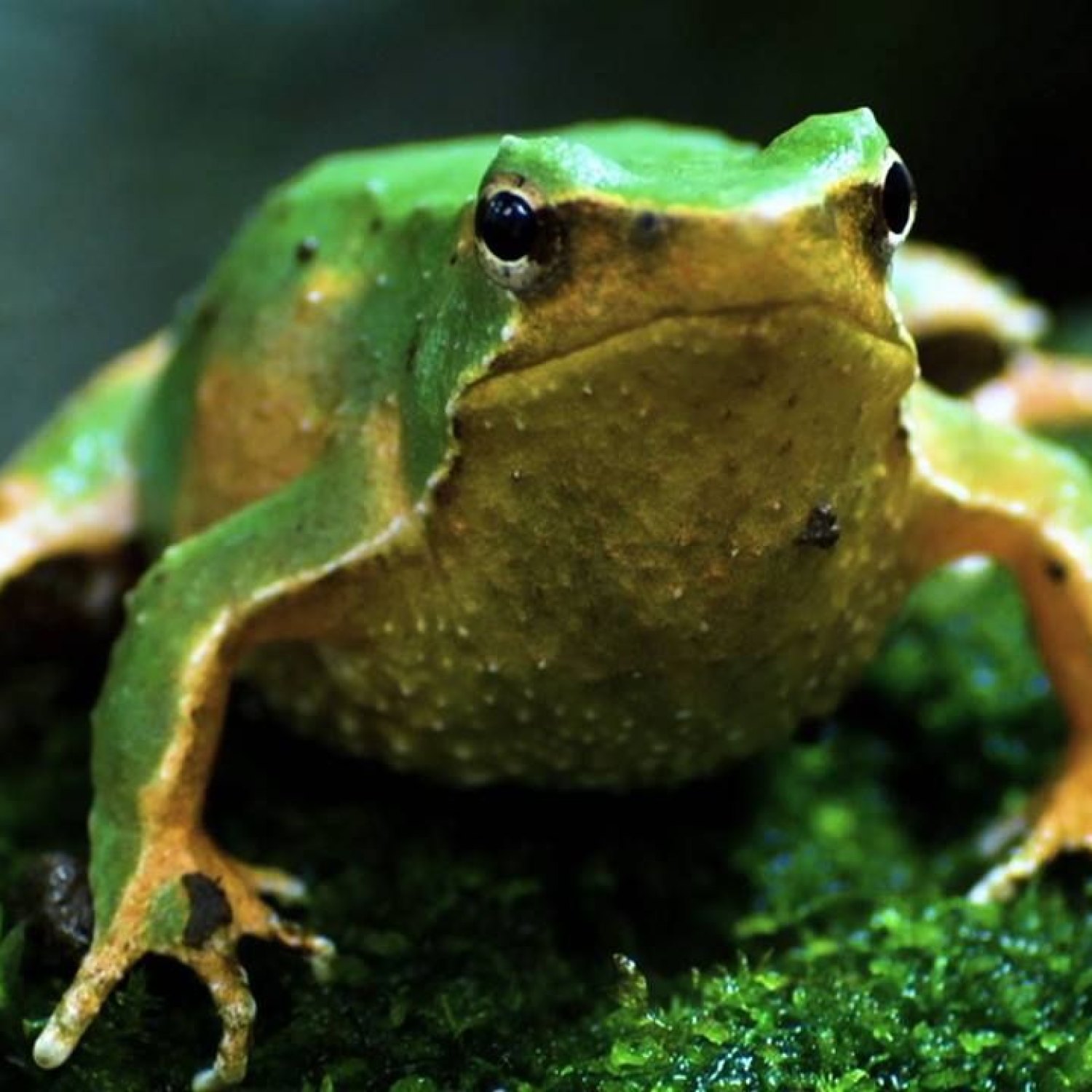 Darwins Frog